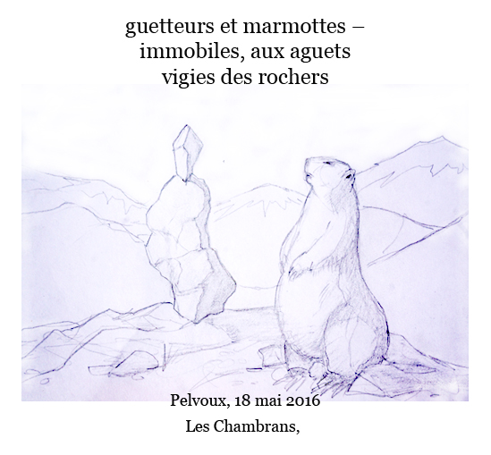 marmott-guetteur.jpg